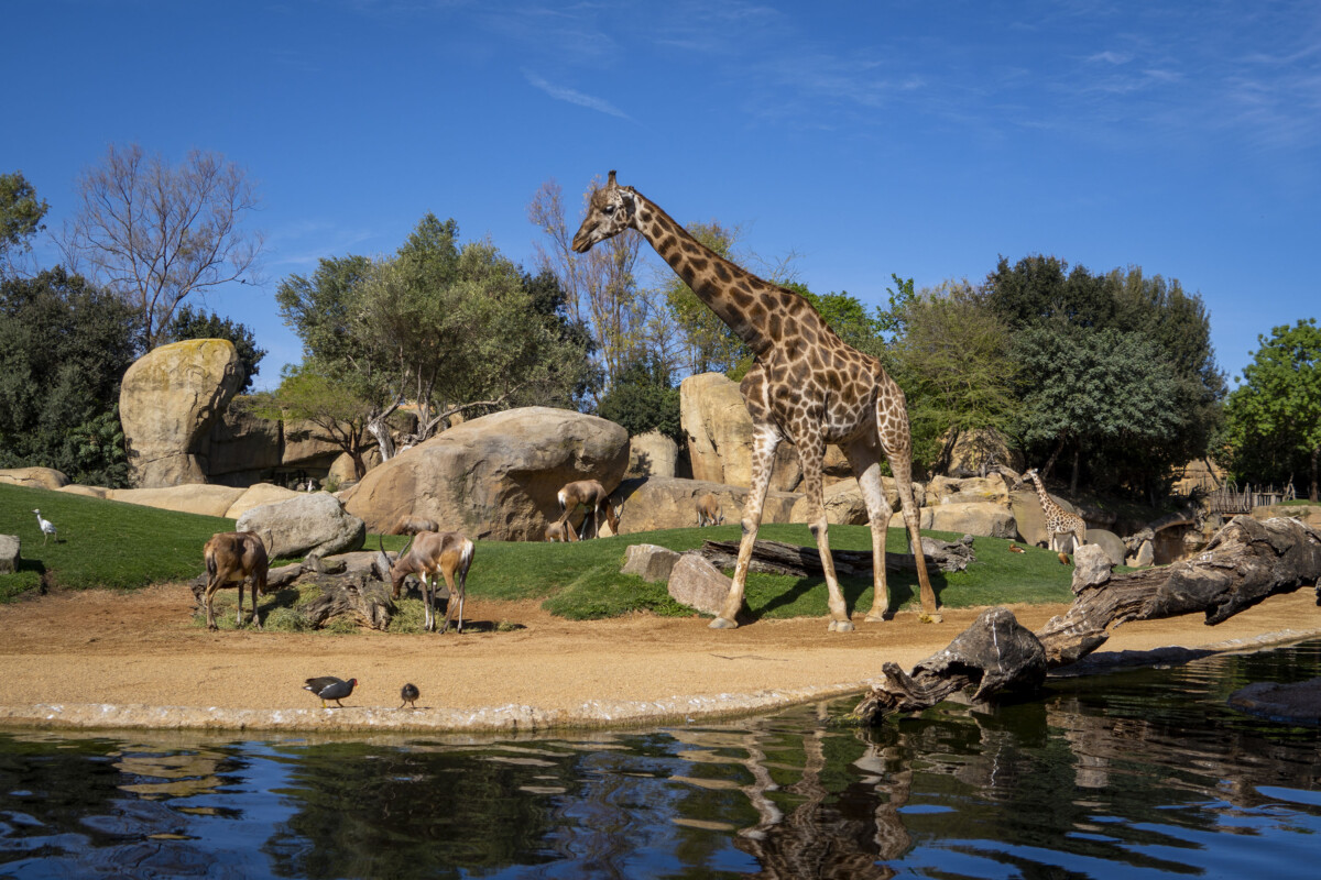 Jirafas y antílopes en la sabana africana de Bioparc Valencia